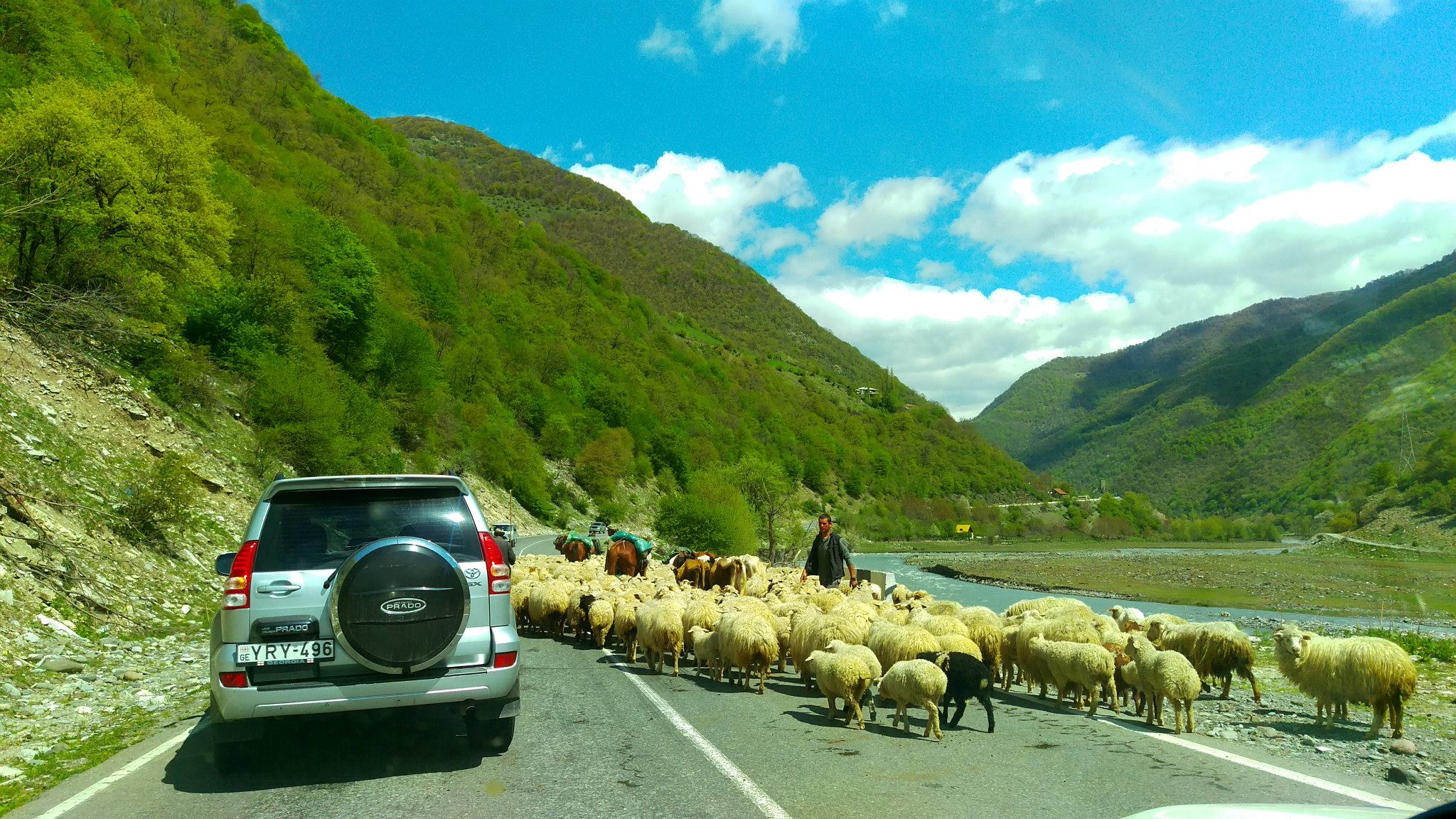 Herd of Sheep on a Georgian Road
