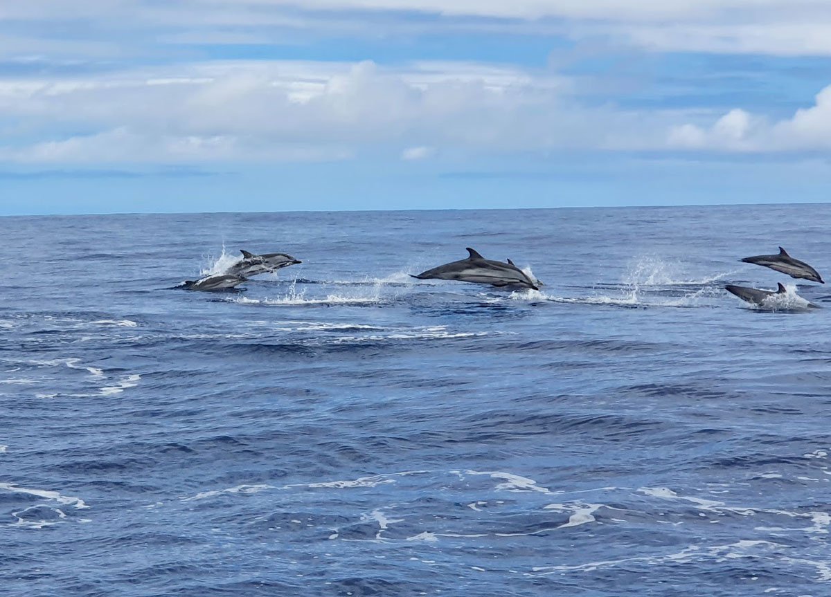 Corvo Flores Dolphins Azores