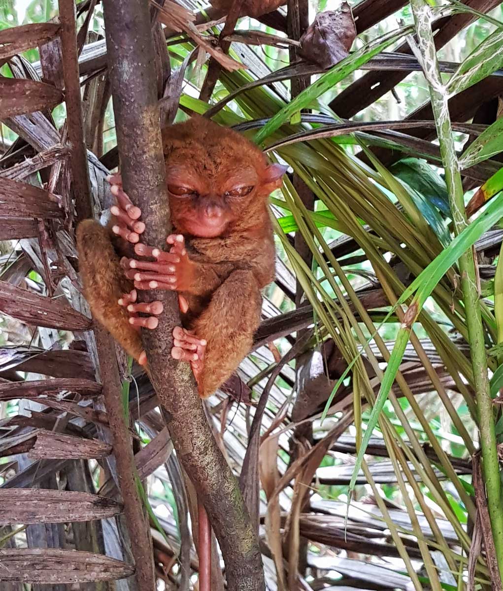 Bohol Tarsier Sanctuary