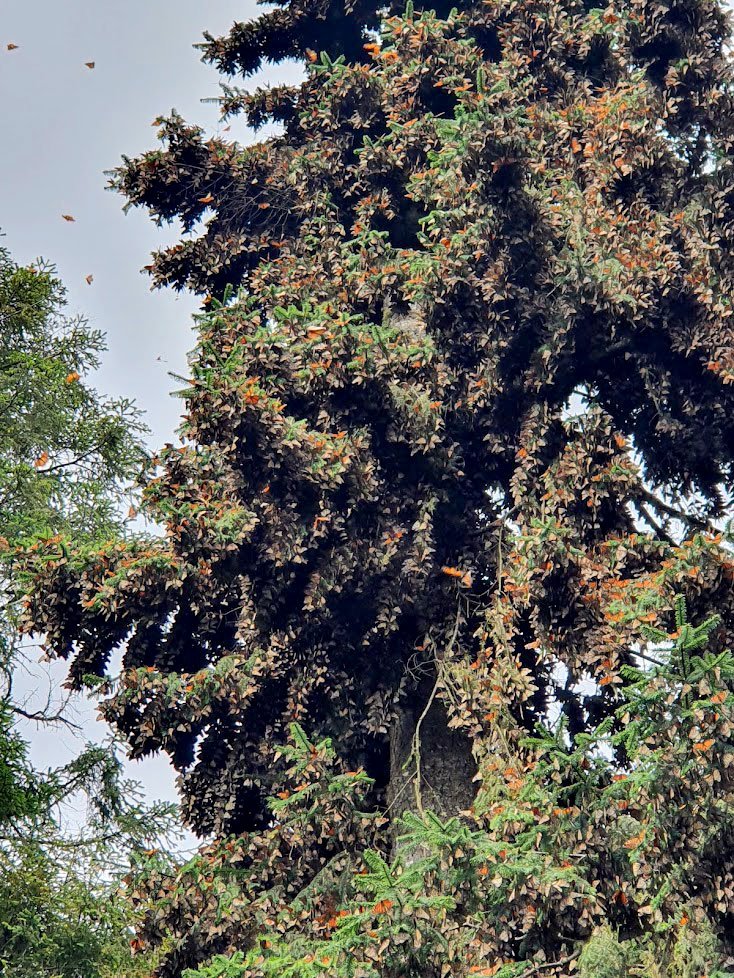 Tree covered in monarch butterflies, Monarch Butterfly Sanctuary, Michoacan, Mexico