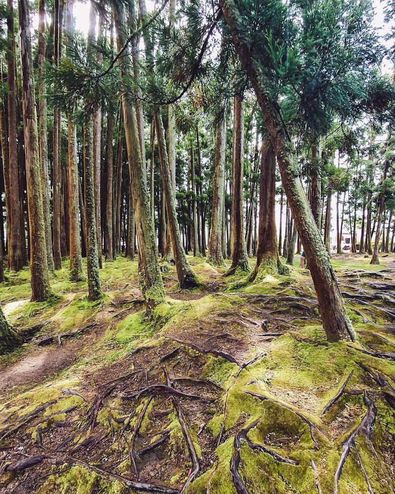 Furnas Forest Sao Miguel - Hidden Gem Place