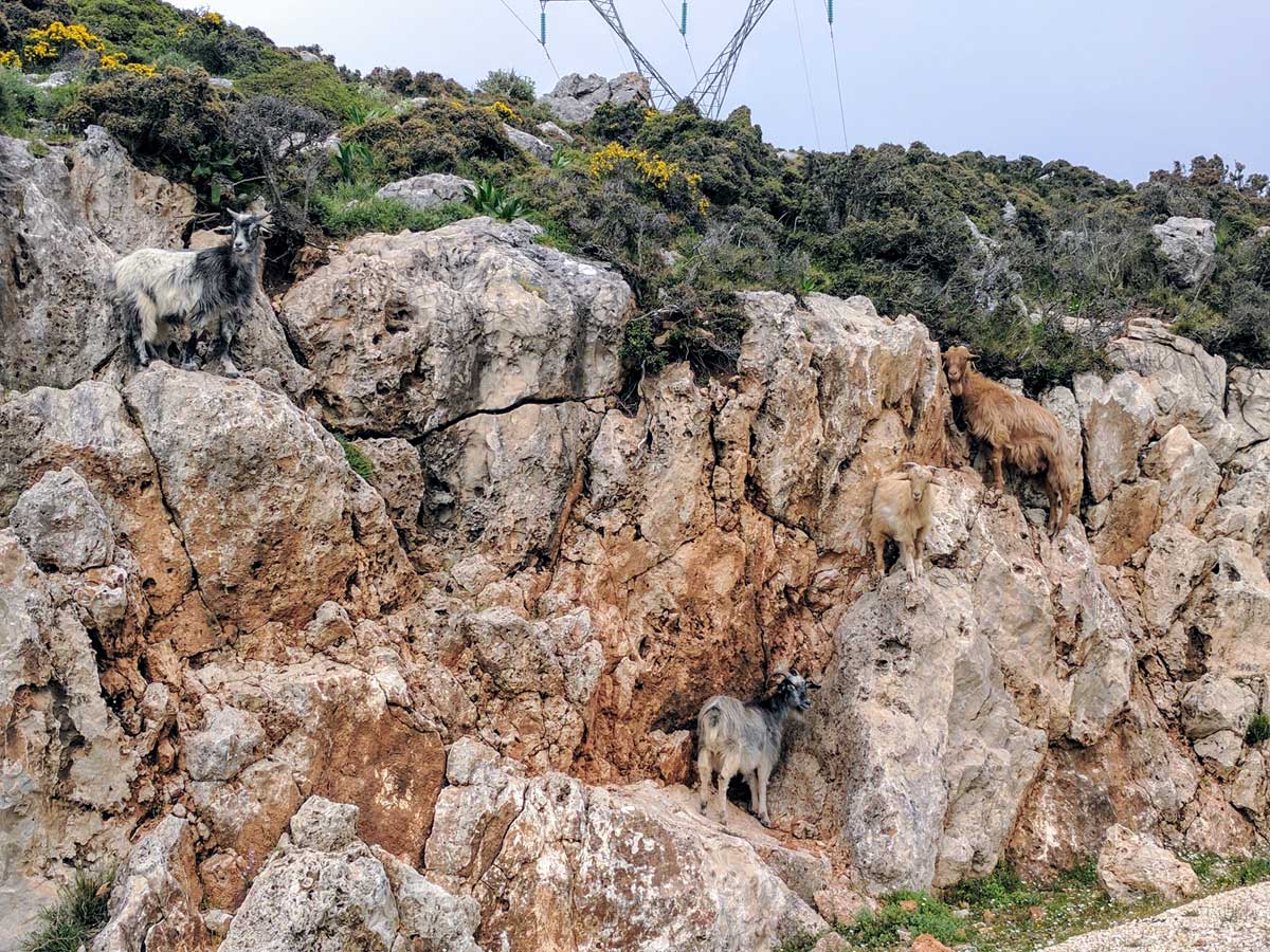 Kefalonia Mountain Goats Camouflage