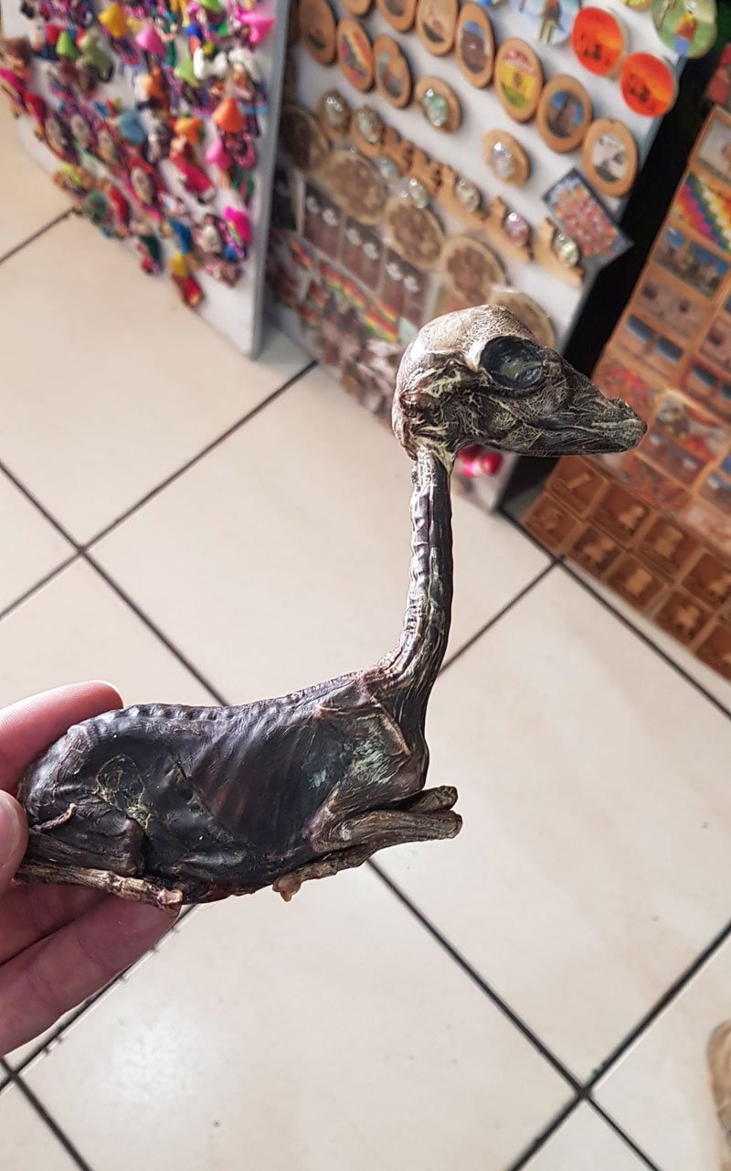 Llama Foetus in Witches Market, La Paz