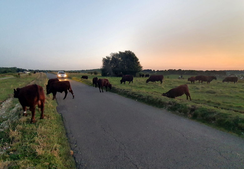 Cows crossing the road at sunset in Farthing Downs, Coulsdon, London