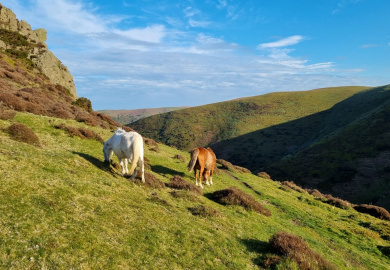 Wild ponies grazing in a Long Mynd valley, Shropshire Hills, England