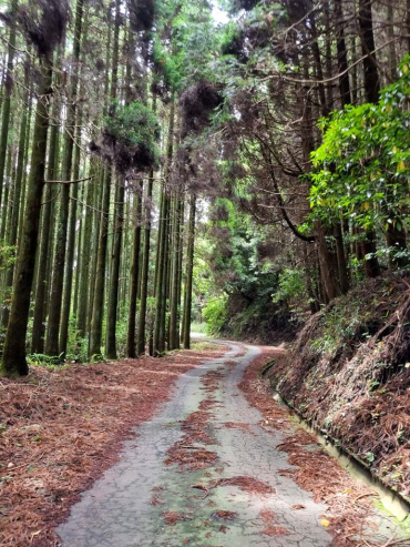 Quiet service road in a forest on the edge Aso caldera