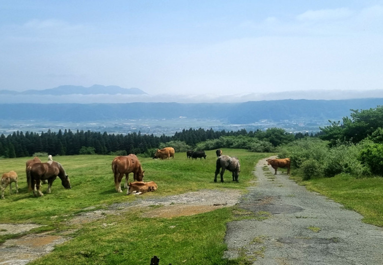 Horses and cows grazing on volcanic hills of Aso