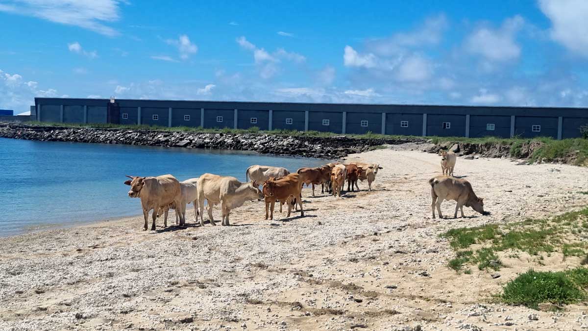Cows herding on sandy beach in Cow Bay, Wang'an Island, Penghu, Taiwan