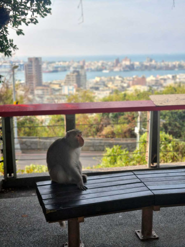 Monkey on a bench in Shoushan, with Kaohsiung harbour in the background, Taiwan